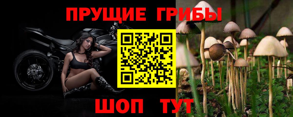 Лениногорск  Псилоцибиновые грибы Psilocybe  Вход с VPN 